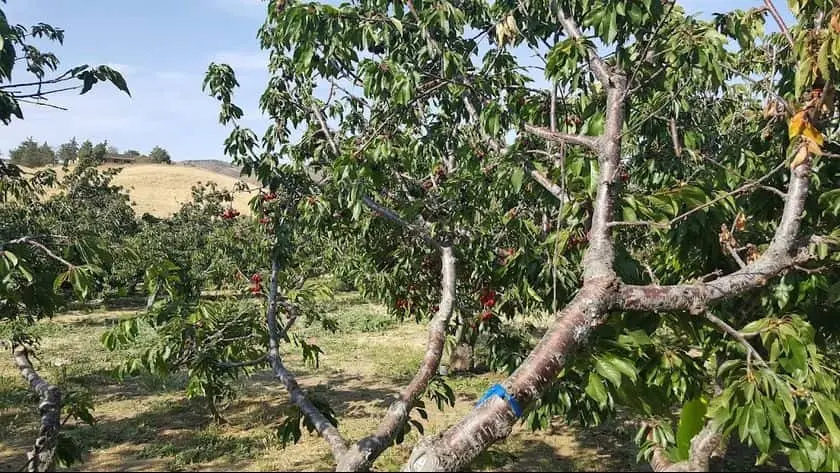Photo of Local Honey at Copeland’s Cherry Ranch Leona Valley, California - 2