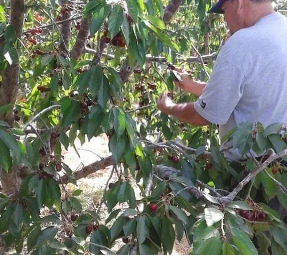 Photo of Local Honey at Copeland’s Cherry Ranch Leona Valley, California - 3