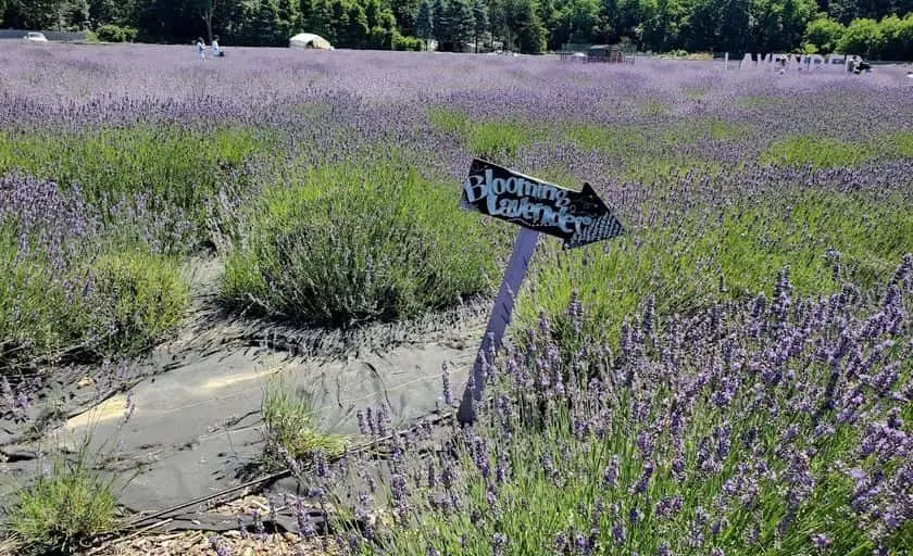 Photo of Local Honey at Lavender by the Bay East Marion, New york - 2