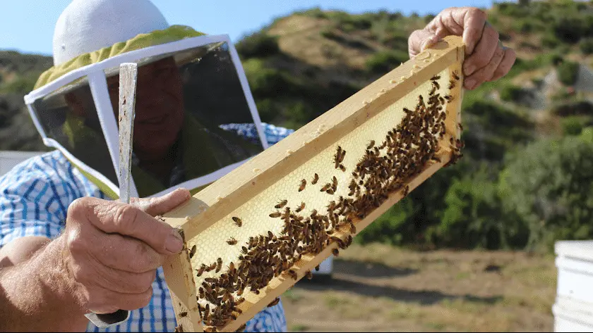 Photo of Local Honey at Mikolich Honey San Diego, California