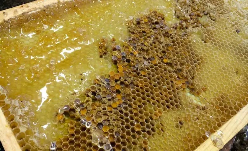 Photo of Local Honey at Mikolich Honey San Diego, California - 3