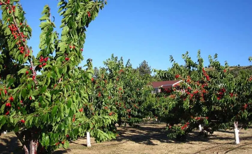 Photo of Local Honey at Rolling Thunder Cherry Ranch Leona Valley, California - 2