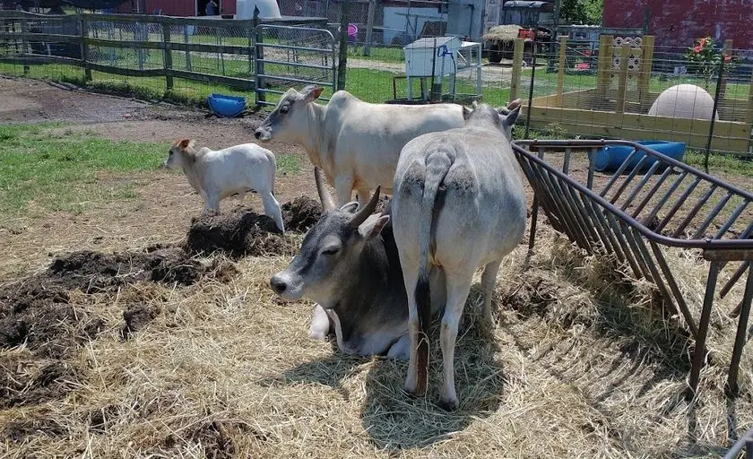 Photo of  Lots of Love Farm - Petting Zoo Near Me Williamstown, New jersey