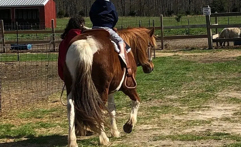 Photo of  Lots of Love Farm - Petting Zoo Near Me Williamstown, New jersey - 2