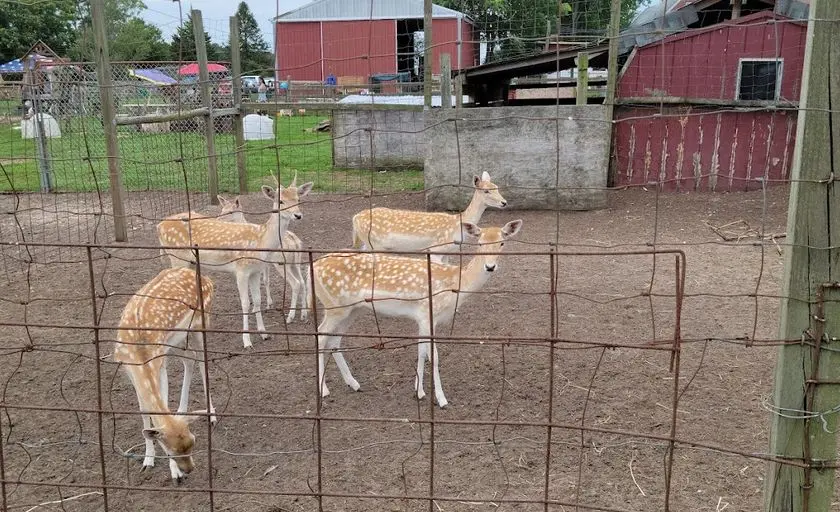 Photo of  Lots of Love Farm - Petting Zoo Near Me Williamstown, New jersey - 3