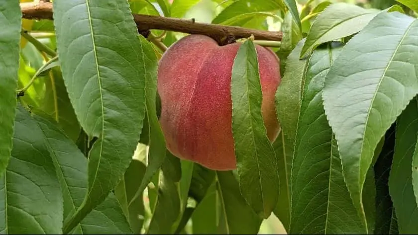 Photo of  Mackintosh Fruit Farm Berryville, Virginia - 2