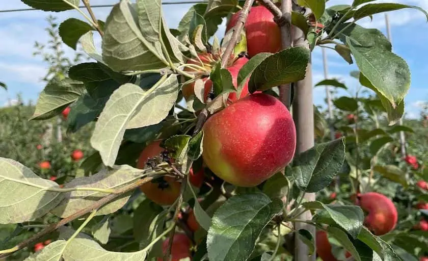 Photo of  Mackintosh Fruit Farm Berryville, Virginia - 3