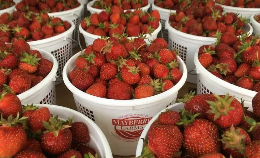 Photo of  Mayberry Farm Mayville, Wisconsin