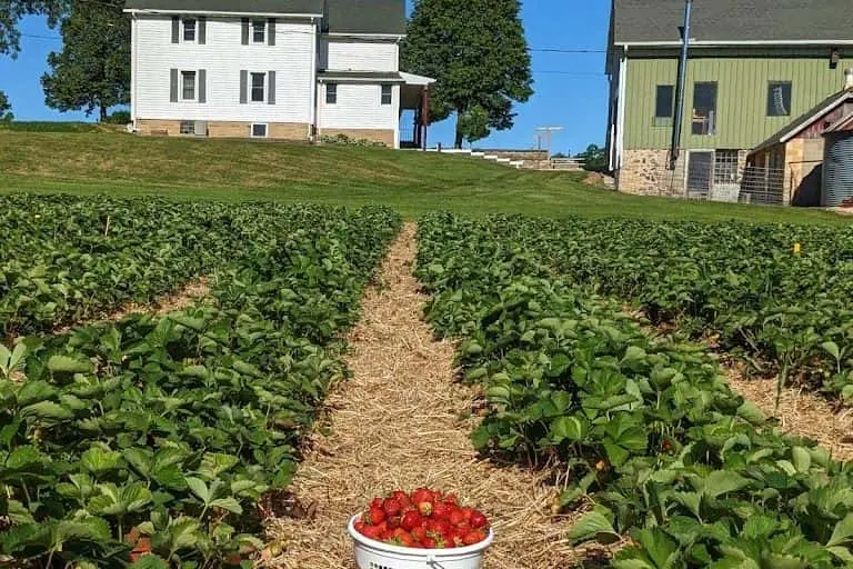 representative photo for Strawberry Picking Farms in Mayville, Wisconsin