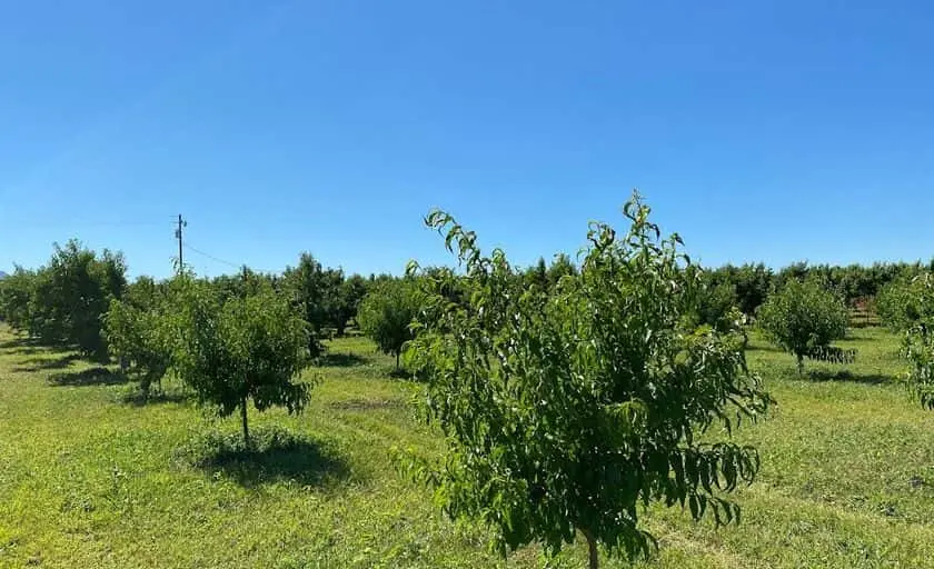 Photo of  McKinney Farms Brentwood, California