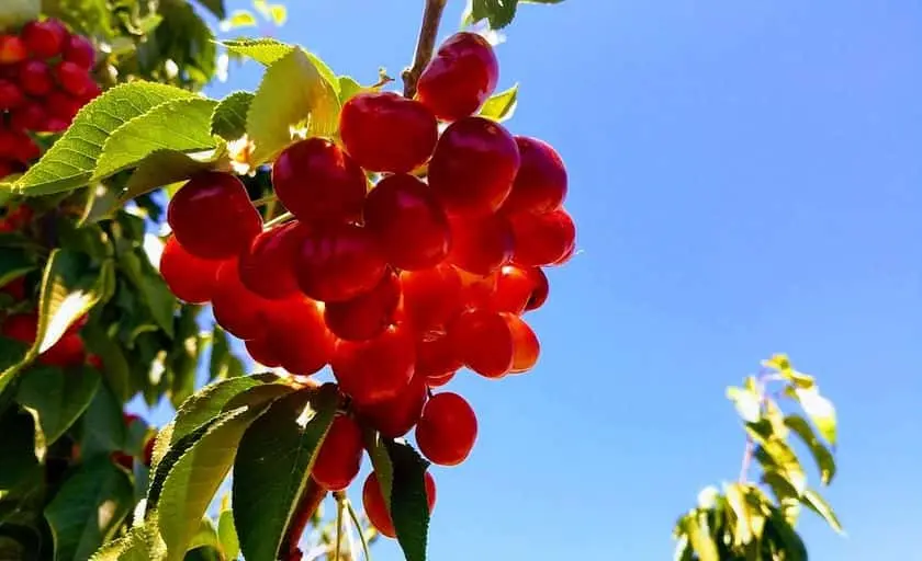 Photo of  McKinney Farms Brentwood, California - 2