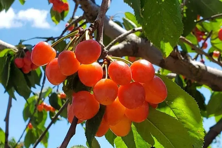Photo of  McKinney Farms Brentwood, California - 3