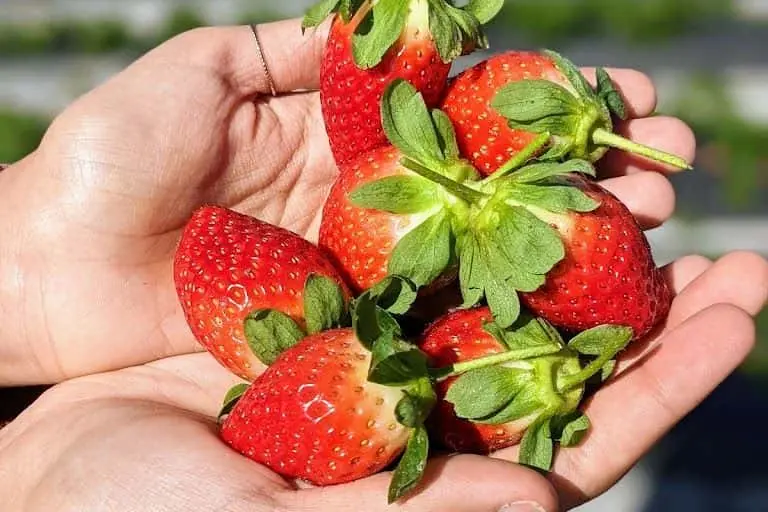 Photo of  Mick Farms St Cloud, Florida