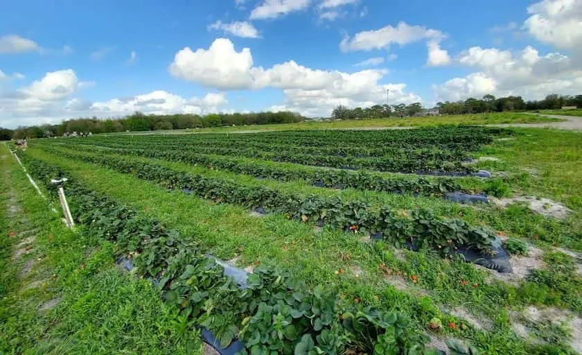 representative photo for Strawberry Picking Farms in St Cloud, Florida