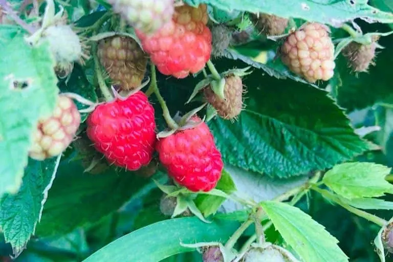 Photo of  Middleton Berry Farm Ortonville, Michigan