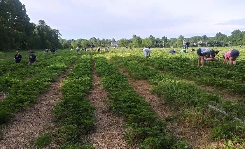 representative photo for Strawberry Picking Farms in Ortonville, Michigan
