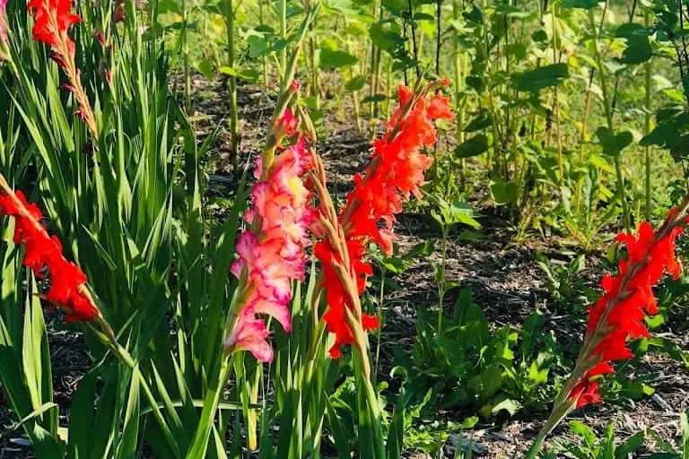 Photo of  Middleton Berry Farm Ortonville, Michigan - 3