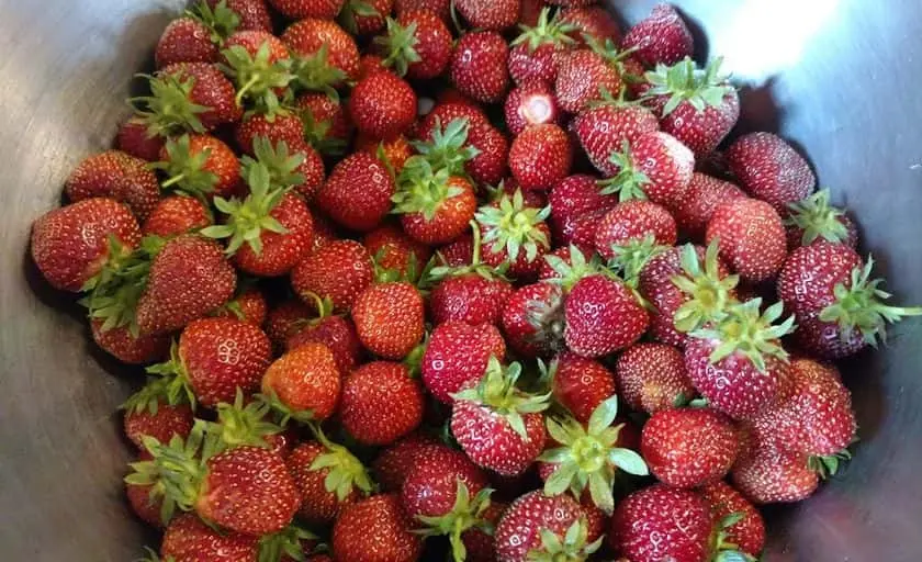 Photo of  Miracle Strawberry Farm Dodge Center, Minnesota