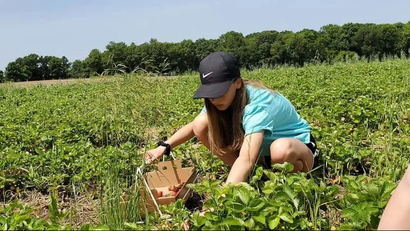 representative photo for Strawberry Picking Farms in Dodge Center, Minnesota