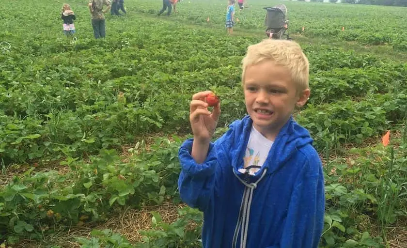Photo of  Miracle Strawberry Farm Dodge Center, Minnesota - 3