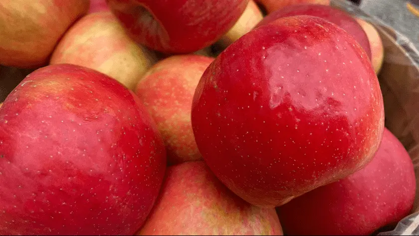 Photo of  Moelker Orchards & Farm Market Grand Rapids, Michigan - 2