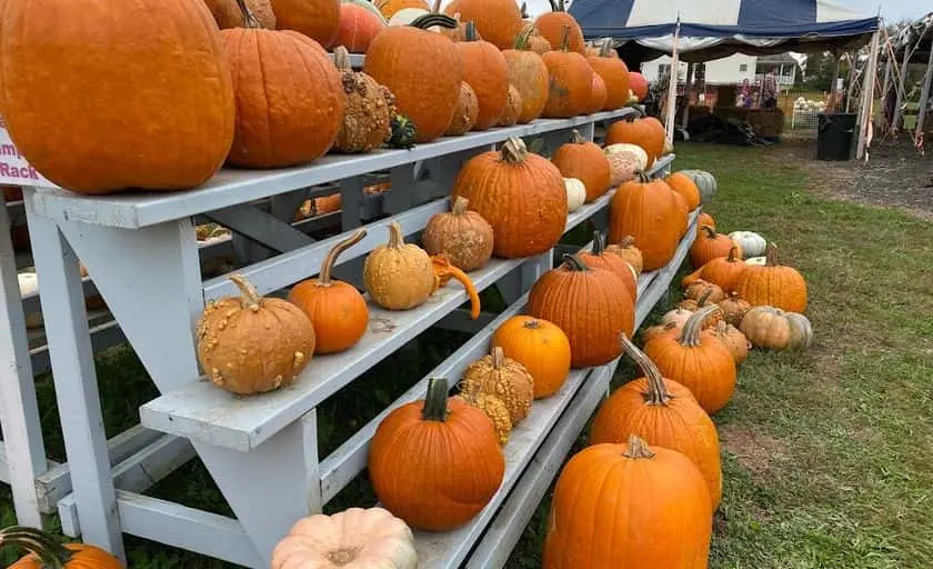 representative photo for Corn Maze Farms in Hillsborough Township, New Jersey