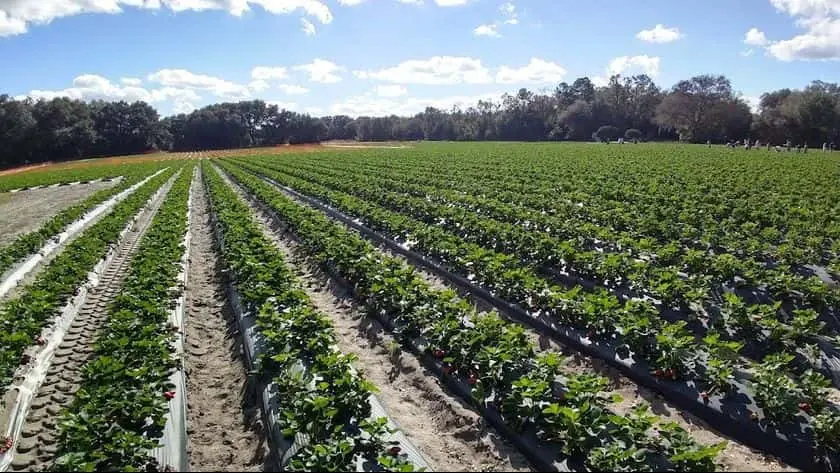 Photo of  Oak Haven Farms Sorrento, Florida