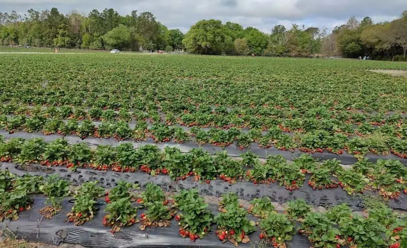 representative photo for Strawberry Picking Farms in Sorrento, Florida