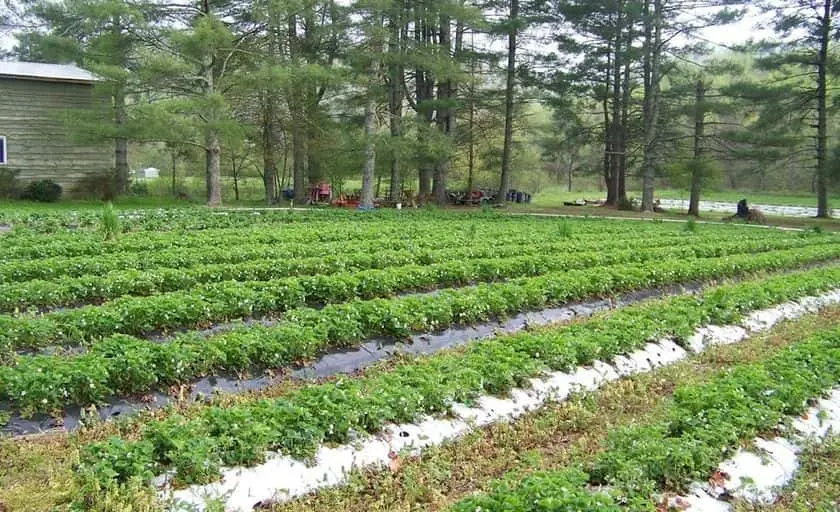 Photo of Obermiller’s Farm for Blackberry Picking NC Hendersonville, North Carolina - 3