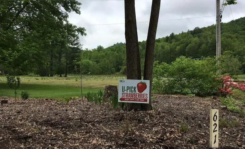 representative photo for Strawberry Picking Farms in Hendersonville, North Carolina
