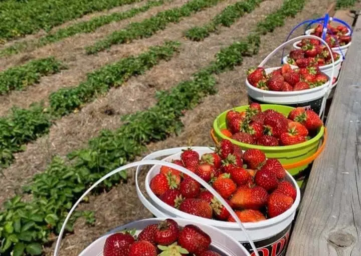 representative photo for Strawberry Picking Farms in New York Mills, Minnesota