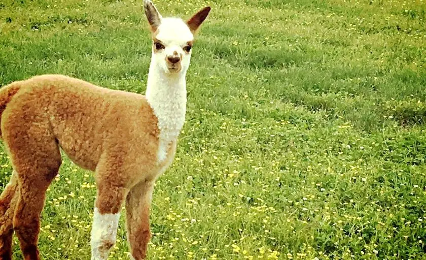 representative photo for Petting Zoos Farms in Preston, Maryland