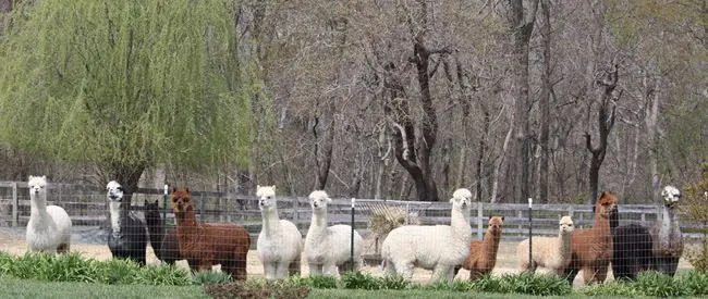 Photo of  Painted Sky Alpaca Farm Earleville, Maryland