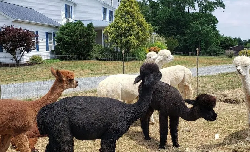 Photo of  Painted Sky Alpaca Farm Earleville, Maryland - 2