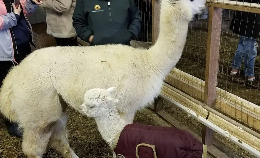 Photo of  Painted Sky Alpaca Farm Earleville, Maryland - 3