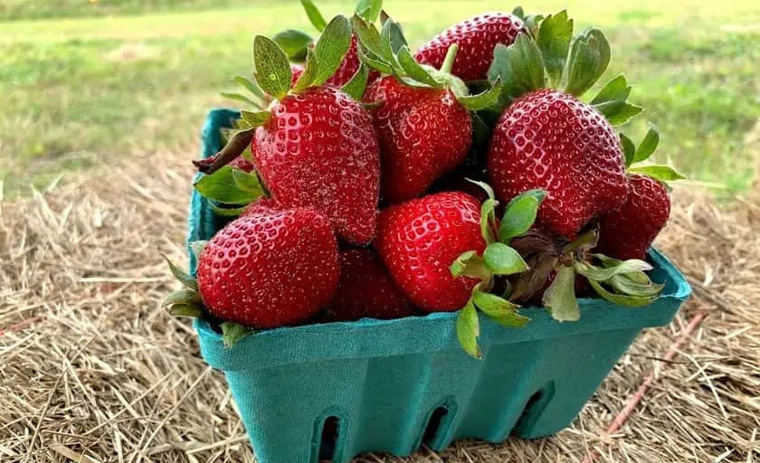 representative photo for Strawberry Picking Farms in Oviedo, Florida