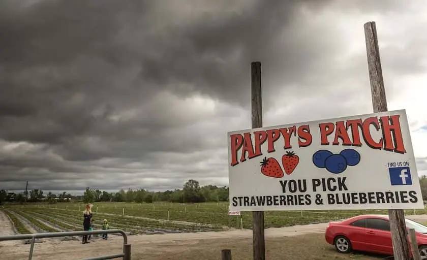 Photo of  Pappy’s Patch Oviedo, Florida - 3