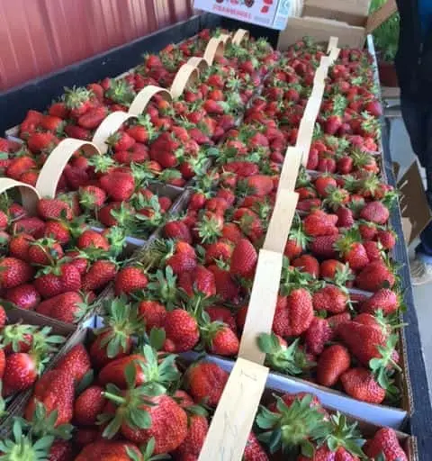 Photo of Patterson Farm Mt Ulla, North Carolina - 3