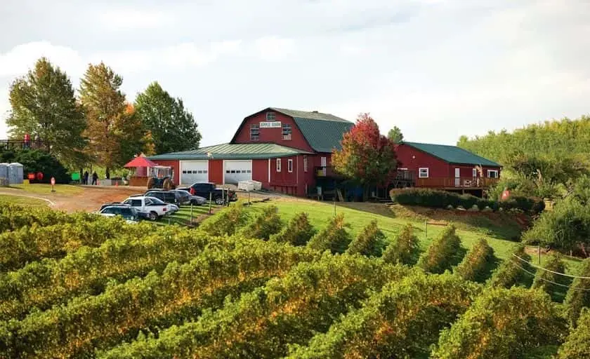 Photo of Peach Picking at Carter Mountain Orchard Charlottesville, Virginia