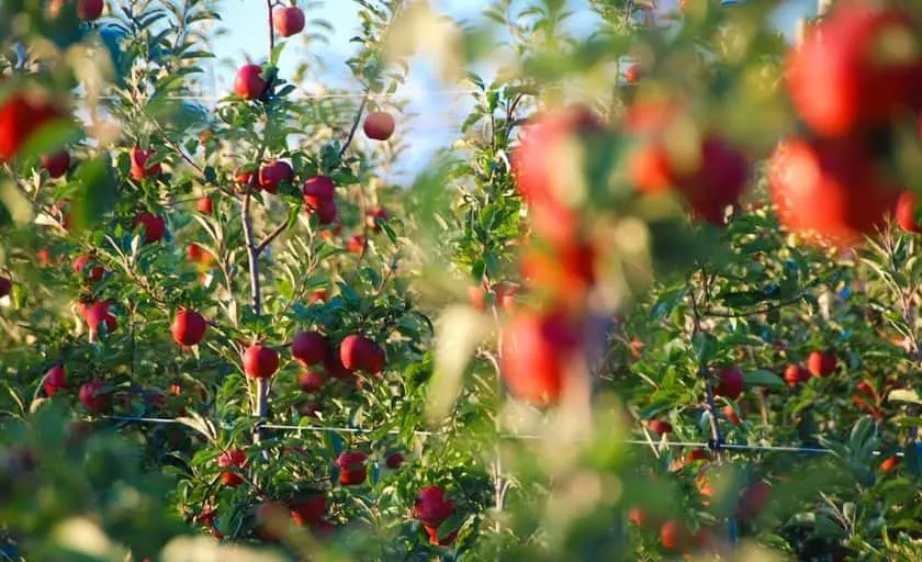 Photo of Peach Picking at Harbes Orchard Riverhead, New york