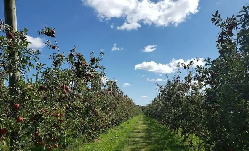 representative photo for Peach Picking Farms in Riverhead, New York