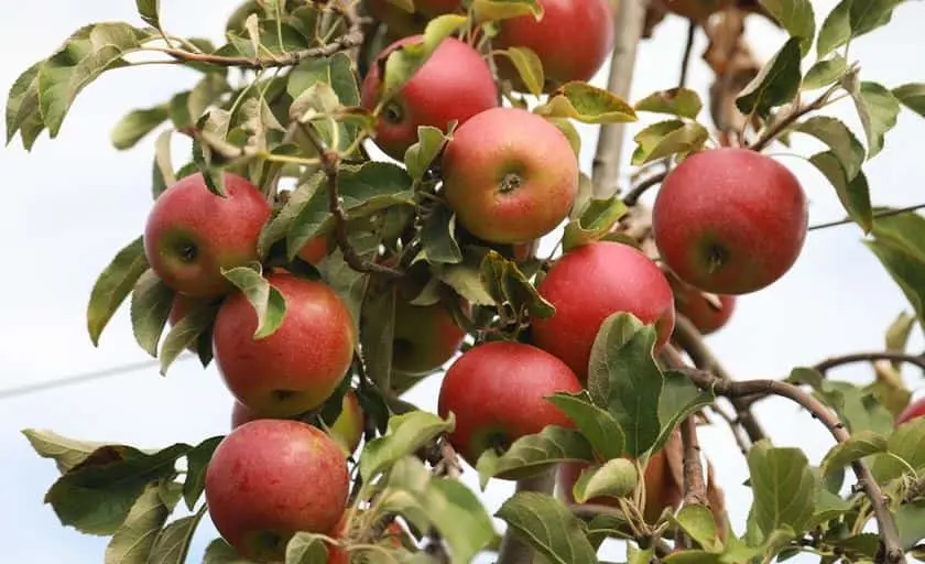 Photo of Peach Picking at Harbes Orchard Riverhead, New york - 3