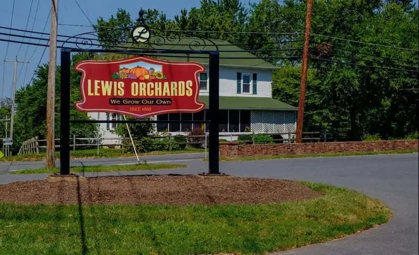 Photo of Peach Picking at Lewis Orchards Dickerson, Maryland