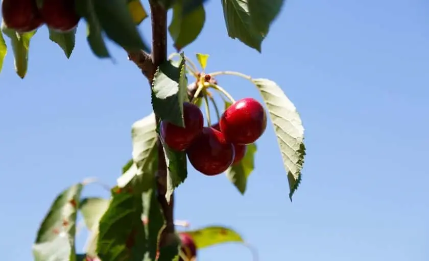 Photo of Peach Picking at Mike’s UPick Peaches Brentwood, California