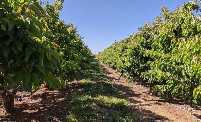 Photo of Peach Picking at Mike’s UPick Peaches Brentwood, California - 2
