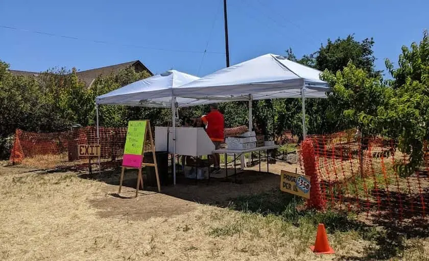 Photo of Peach Picking at Mike’s UPick Peaches Brentwood, California - 3