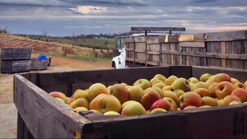 Photo of Peach Picking at Morris Orchard Monroe, Virginia