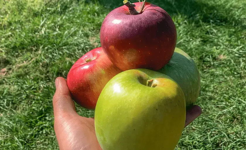 Photo of Peach Picking at Morris Orchard Monroe, Virginia - 3