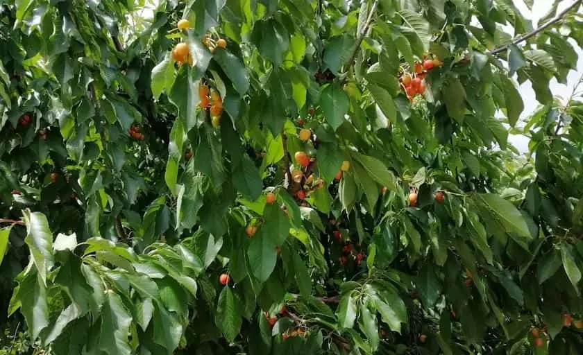 Photo of Peach Picking at Pease Ranch Brentwood, California