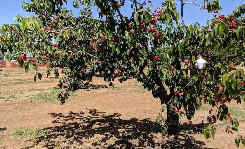 Photo of Peach Picking at Pease Ranch Brentwood, California - 2